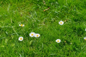 How to Get Rid of Clover in Lawns